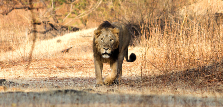 Wildlife Photography Tours in Europe